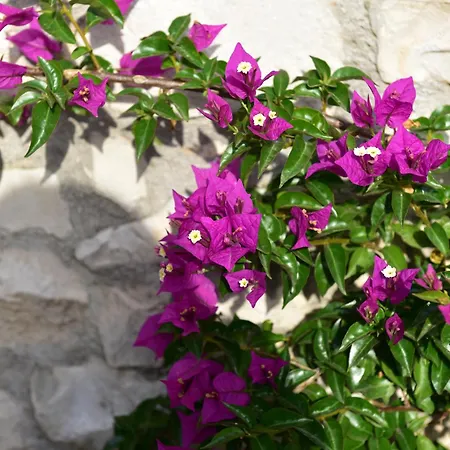Holiday home Romantic By The Sea With Panoramatic View Donji Okrug (Ciovo)